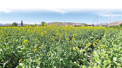    吉強(qiáng)鎮(zhèn)萬崖村露地蔬菜標(biāo)準(zhǔn)化種植基地綠色冷涼蔬菜生長旺盛。