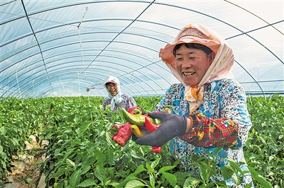     通過土地流轉(zhuǎn)、入園務(wù)工、蔬菜種植帶動農(nóng)民增收。