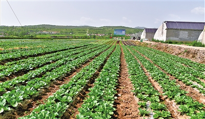 冷涼蔬菜標(biāo)準(zhǔn)化種植基地。