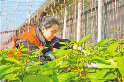 馬嘉欣通過實(shí)地調(diào)研，了解村民在農(nóng)業(yè)生產(chǎn)中遇到的困難和問題，并積極尋求解決方案。