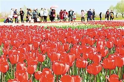     紅色——銀川花博園里盛開(kāi)的郁金香紅似火焰。寧夏把良好生態(tài)環(huán)境作為最普惠的民生福祉，還百姓綠水青山，不斷滿足人民日益增長(zhǎng)的優(yōu)美生態(tài)環(huán)境需要。                 本報(bào)記者 馬楠 攝