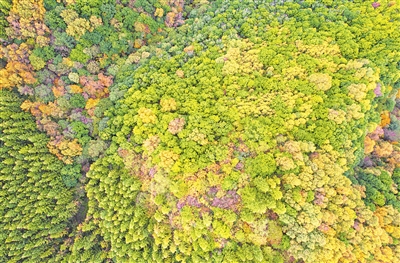 秋高氣爽，六盤山層林盡染。