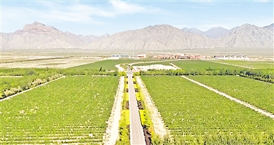 洪廣鎮(zhèn)葡萄種植基地。