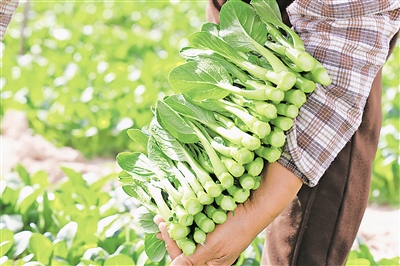     賀蘭縣產(chǎn)的菜心暢銷區(qū)內(nèi)外。
